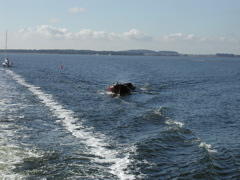 P1010090.JPG
